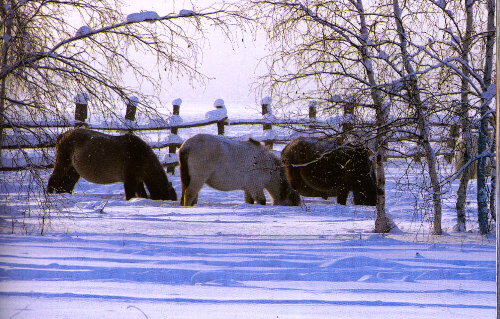 Yakut horses 1