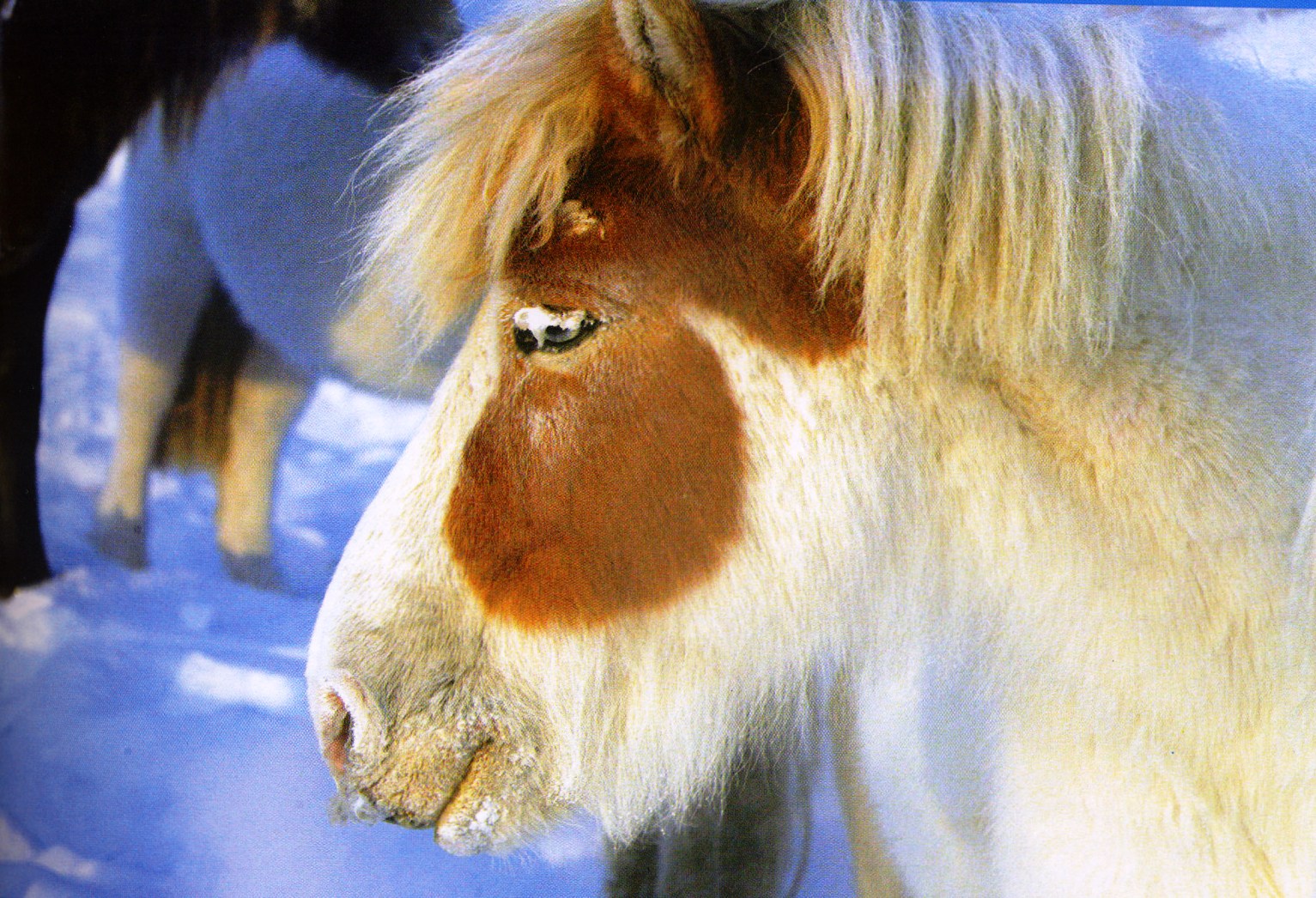 Yakut horse 1