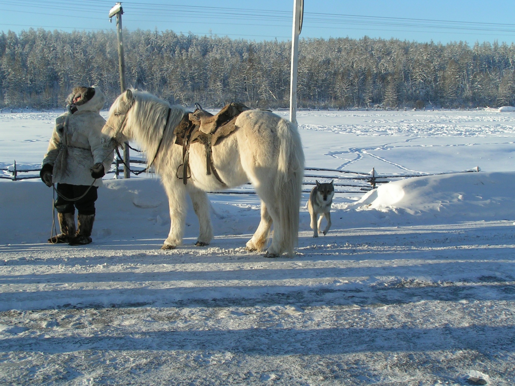 Yakut horse3
